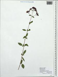 Origanum vulgare L., Eastern Europe, Central forest region (E5) (Russia)