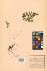 Gymnocarpium robertianum (Hoffm.) Newman, Siberia, Russian Far East (S6) (Russia)