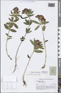 Trifolium lupinaster L., Siberia, Altai & Sayany Mountains (S2) (Russia)