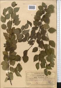 Betula tianschanica Rupr., Middle Asia, Western Tian Shan & Karatau (M3) (Uzbekistan)