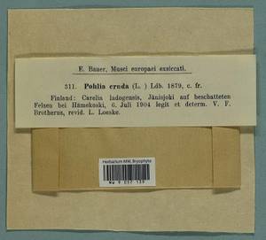 Pohlia cruda (Hedw.) Lindb., Bryophytes, Bryophytes - Karelia, Leningrad & Murmansk Oblasts (B4) (Russia)