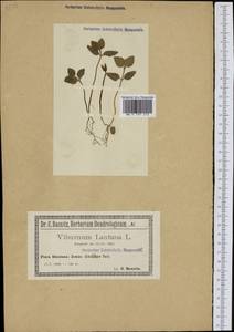 Viburnum lantana L., Western Europe (EUR) (Poland)