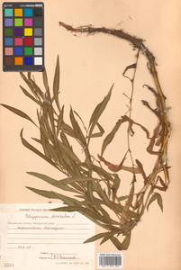 Koenigia divaricata (L.) T. M. Schust. & Reveal, Siberia, Chukotka & Kamchatka (S7) (Russia)