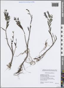 Andromeda polifolia L., Eastern Europe, Central region (E4) (Russia)