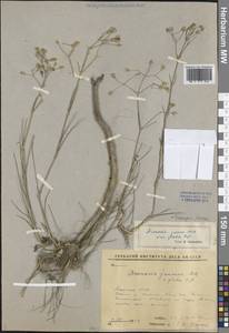 Eremogone juncea (M.Bieb.) Fenzl, Siberia, Yakutia (S5) (Russia)