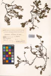 Kalmia procumbens (L.) Gift, Kron & P. F. Stevens, Eastern Europe, Northern region (E1) (Russia)