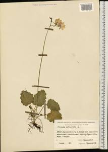 Primula cortusoides L., Eastern Europe, Eastern region (E10) (Russia)