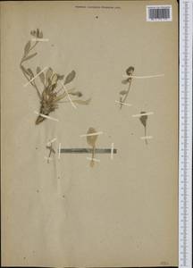 Inula candida, Western Europe (EUR) (Not classified)