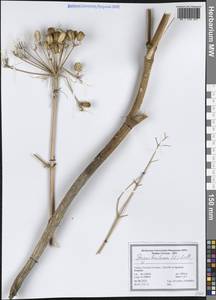 Prangos ferulacea (L.) Lindl., South Asia, South Asia (Asia outside ex-Soviet states and Mongolia) (ASIA) (Turkey)