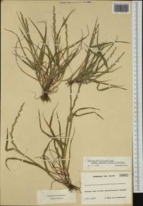 Lolium multiflorum Lam., Western Europe (EUR) (France)