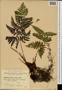 Dryopteris dilatata subsp. dilatata, Caucasus, Georgia (K4) (Georgia)