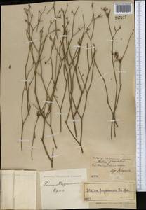 Limonium ferganense Ikonn.-Gal., Middle Asia, Pamir & Pamiro-Alai (M2)