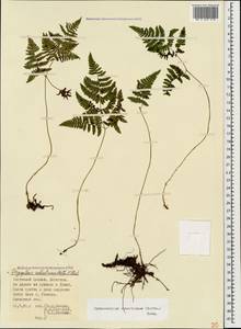 Gymnocarpium robertianum (Hoffm.) Newman, Caucasus, Dagestan (K2) (Russia)