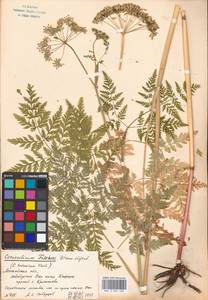 Conioselinum tataricum Hoffm., Eastern Europe, Moscow region (E4a) (Russia)