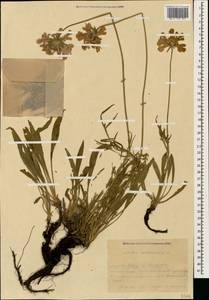 Lomelosia caucasica (M. Bieb.) Greuter & Burdet, Caucasus, Krasnodar Krai & Adygea (K1a) (Russia)