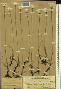 Eriophorum chamissonis C.A.Mey., Siberia, Chukotka & Kamchatka (S7) (Russia)