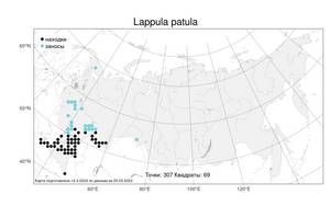 Lappula patula (Lehm.) Menyh., Atlas of the Russian Flora (FLORUS) (Russia)