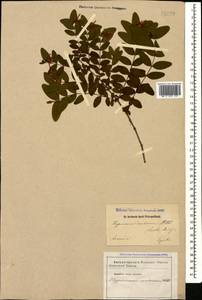 Hypericum xylosteifolium (Spach) Robson, Caucasus, Armenia (K5) (Armenia)