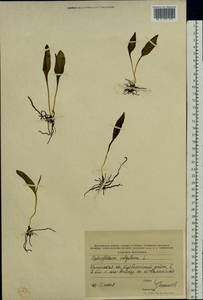 Ophioglossum vulgatum L., Eastern Europe, Central region (E4) (Russia)