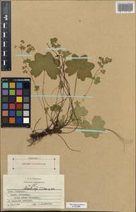 Alchemilla sergii V. N. Tikhom., Eastern Europe, Central region (E4) (Russia)