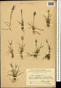 Poa bulbosa L., Caucasus, Azerbaijan (K6) (Azerbaijan)