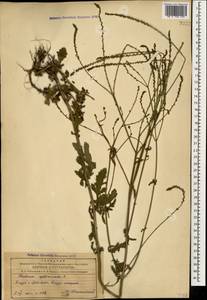 Verbena officinalis L., Caucasus, Azerbaijan (K6) (Azerbaijan)