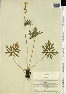 Ranunculus polyanthemos L., Eastern Europe, Moscow region (E4a) (Russia)