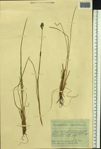 Eriophorum vaginatum L., Siberia, Russian Far East (S6) (Russia)