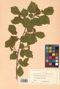 Crataegus maximowiczii C. K. Schneid., Siberia, Russian Far East (S6) (Russia)