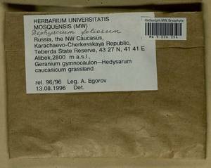 Diphyscium foliosum (Hedw.) D. Mohr, Bryophytes, Bryophytes - North Caucasus & Ciscaucasia (B12) (Russia)