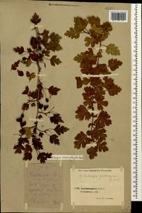 Crataegus microphylla C. Koch, Caucasus, Azerbaijan (K6) (Azerbaijan)