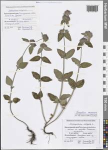 Clinopodium vulgare L., Caucasus, Black Sea Shore (from Novorossiysk to Adler) (K3) (Russia)