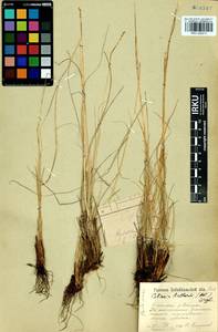 Carex myosuroides Vill., Siberia, Baikal & Transbaikal region (S4) (Russia)