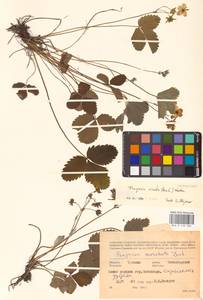Fragaria viridis Duchesne, Eastern Europe, Middle Volga region (E8) (Russia)