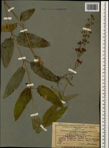Scrophularia nodosa L., Caucasus, Azerbaijan (K6) (Azerbaijan)