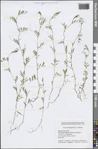 Vicia tetrasperma (L.) Schreb., Eastern Europe, Central region (E4) (Russia)