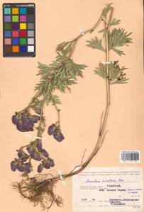 Aconitum jaluense subsp. jaluense, Siberia, Russian Far East (S6) (Russia)