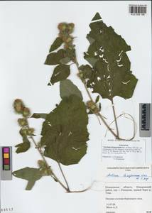 Arctium leiospermum Juz. & Ye. V. Serg., Siberia, Altai & Sayany Mountains (S2) (Russia)