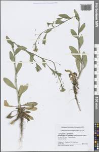 Camelina microcarpa Andrz. ex DC., Eastern Europe, Lower Volga region (E9) (Russia)