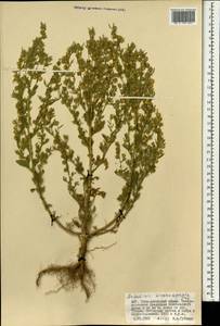 Artemisia macrocephala Jacquem. ex Besser, Mongolia (MONG) (Mongolia)