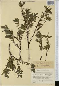 Salix boganidensis Trautv., Siberia, Yakutia (S5) (Russia)