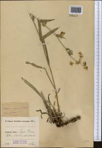 Bupleurum gulczense O.Fedtsch. & B.Fedtsch., Middle Asia, Pamir & Pamiro-Alai (M2) (Kyrgyzstan)