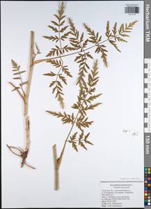 Silphiodaucus prutenicus subsp. prutenicus, Eastern Europe, Central region (E4) (Russia)