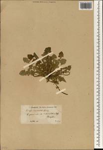 Crepis commutata (Spreng.) Greuter, South Asia, South Asia (Asia outside ex-Soviet states and Mongolia) (ASIA) (Turkey)