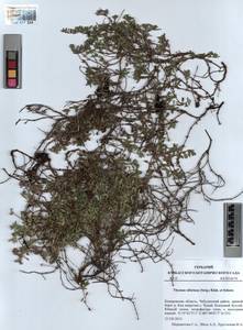 Thymus sibiricus (Serg.) Klokov & Des.-Shost., Siberia, Altai & Sayany Mountains (S2) (Russia)