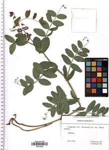 Lathyrus pisiformis L., Eastern Europe, Middle Volga region (E8) (Russia)
