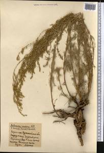 Artemisia arenaria DC., Middle Asia, Northern & Central Kazakhstan (M10) (Kazakhstan)