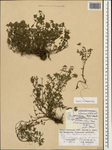 Thymus collinus M.Bieb., Caucasus, North Ossetia, Ingushetia & Chechnya (K1c) (Russia)