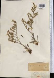 Goniolimon callicomum (C. A. Mey.) Boiss., Middle Asia, Muyunkumy, Balkhash & Betpak-Dala (M9) (Kazakhstan)