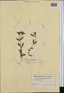 Valerianella locusta (L.) Laterr., Western Europe (EUR) (Not classified)